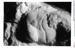 Historisches Foto von Goniodromites sp. (NHMW-AFW-GEO-BACHMAYER-FOTO-1990-0041-4101)